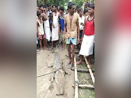 UP Village Holds Crocodile Hostage, Asks For Rs 50,000 Ransom UP Village Holds Crocodile Hostage, Asks For Rs 50,000 Ransom
