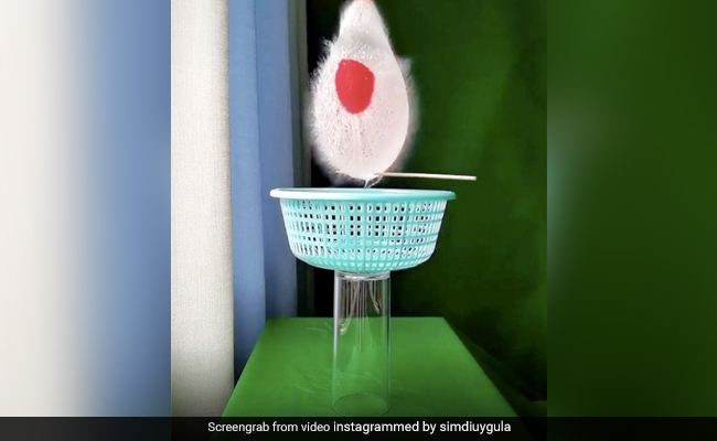 लड़की ने पानी से भरे गुब्बारे को फोड़ा सुई से, स्लो-मोशन Video को देख लोगों के उड़े होश