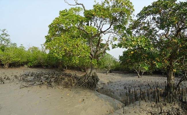 Sunderbans Villagers To Farm Fish In Ponds, Stay Away From Tiger Habitat