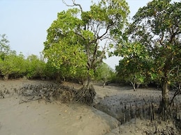 Sunderbans Villagers To Farm Fish In Ponds, Stay Away From Tiger Habitat Sunderbans Villagers To Farm Fish In Ponds, Stay Away From Tiger Habitat