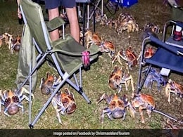 Family's Picnic Invaded By Giant Crabs. Pics Are Terrifying Family's Picnic Invaded By Giant Crabs. Pics Are Terrifying