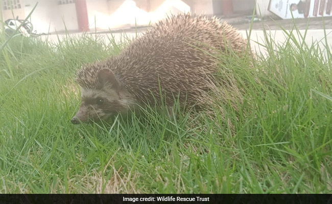 In Gujarat, "Rare" Hedgehog Found In Residential Area
