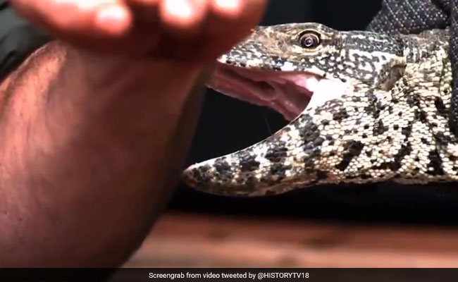 सांप से लेकर जहरीली मकड़ी तक से खुद को आसानी से कटवा लेता है यह शख्स, देखें Viral Video