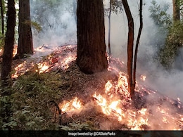 Wildfire Leaves California's Oldest Park Too Hazardous For Visitors Wildfire Leaves California's Oldest Park Too Hazardous For Visitors