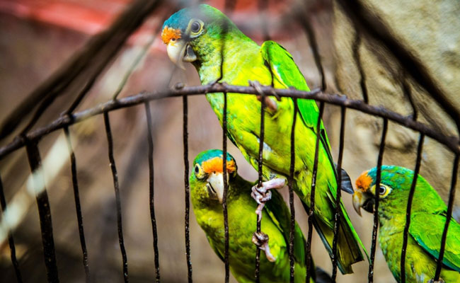 Punjab Forest Department To Conduct Probe Into 400 Parrots' Death In Faridkot