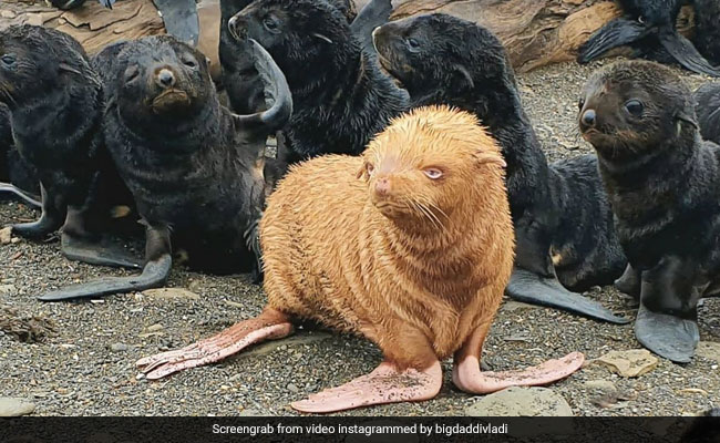 Rare Albino Seal Spotted In Russia. It Has Been Nicknamed "Ugly Duckling"