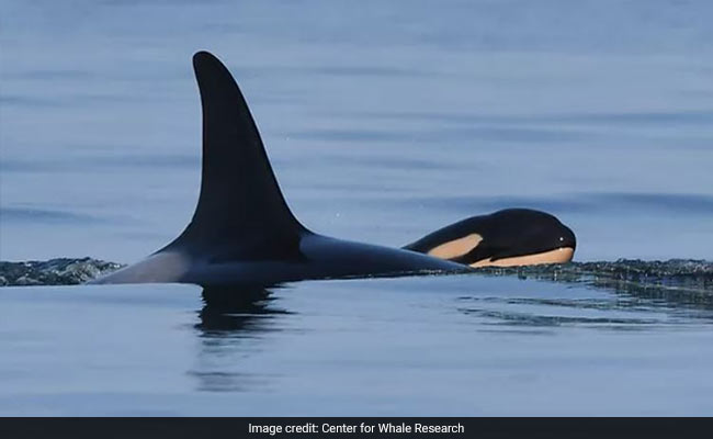 Tahlequah, 'Tour Of Grief' Killer Whale, Now Has "Feisty" Baby Boy