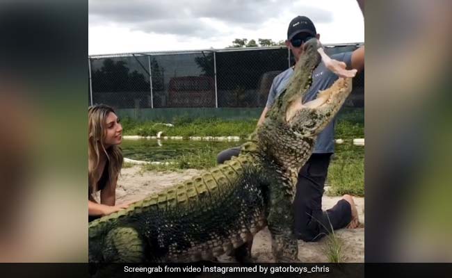 शख्स ने मगरमच्छ को फेंका खाना, नहीं पकड़ सका तो गुस्से में किया कुछ ऐसा.. देखें Viral Video