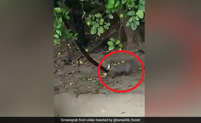 Video: Mongoose Jumps Up To Catch Snake Resting On A Branch. Then...