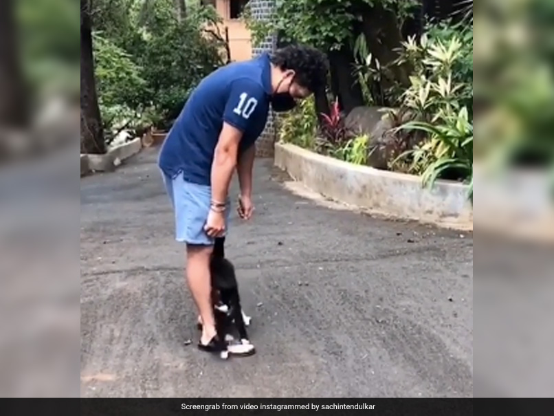 "My New Friend Is Back!": Sachin Tendulkar Shares Adorable Video With Cat. Watch