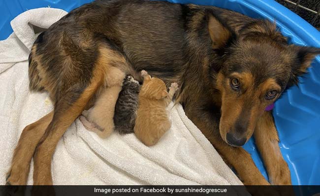 Mother Dog Adopts Kittens After Losing Her Own Puppies