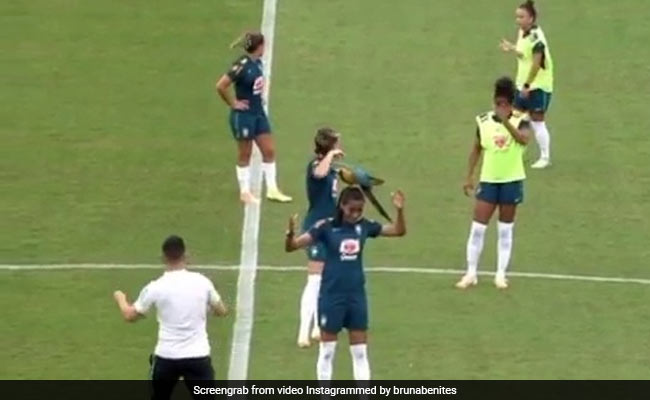 Parrot Interrupts Football Practice In Brazil By Landing On Player's Head. Watch