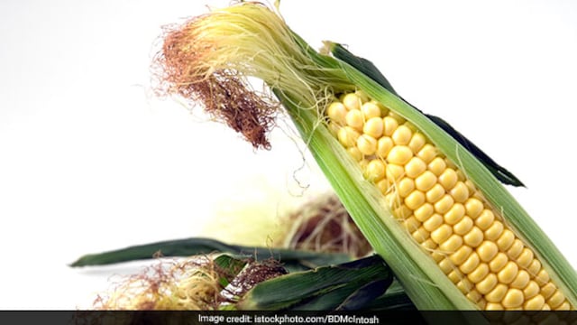 Corn silk is effective in preventing adipogenesis - the formation of fat cells