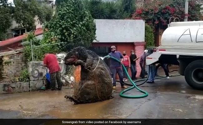 'Giant Rat' Found In Mexico Drain. Watch Viral Video