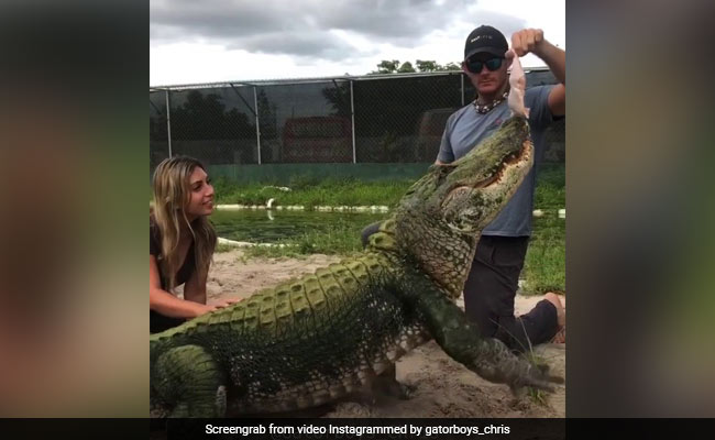 Giant Alligator Gets Embarrassed After Failing To Catch Food In ROFL Video