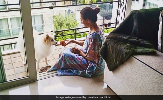 मलाइका अरोड़ा ने  Puppy के साथ शेयर की क्यूट सी Photo, बोलीं- 'दो कंपनी'