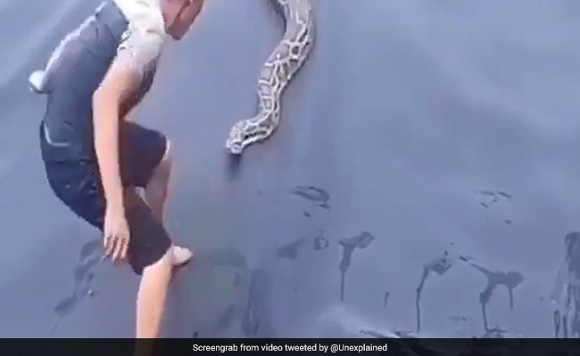 This Snake Video Was Already Scary, Then Came An Unexpected Twist. Watch