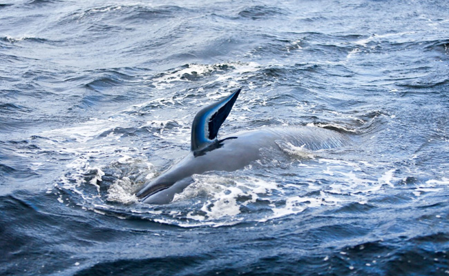 Australia Begin Disposing Hundreds Of Dead Whales After Rescuing 108