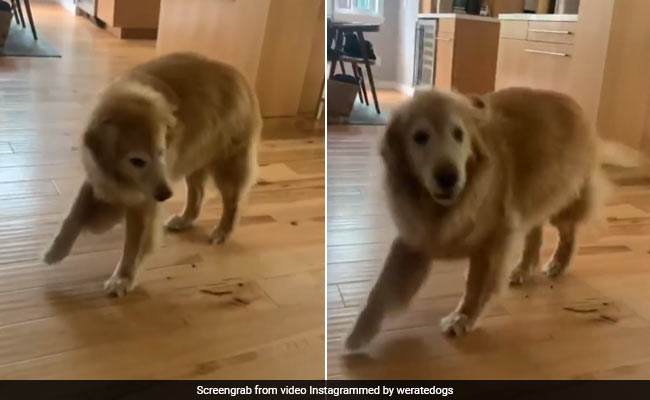 This Dog Dancing At The Sight Of Food Has Netizens In Stitches
