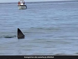 Beachgoers Stunned To See Shark Less Than 10 Feet Away From Shore Beachgoers Stunned To See Shark Less Than 10 Feet Away From Shore