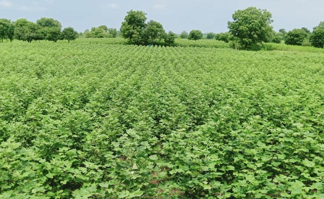 Cheap Chinese Machines For Madhya Pradesh Farmers In Big Scam: Sources