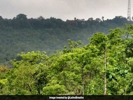 Maharashtra To Reserve 600-Acre Aarey Land Near National Park As Forest Maharashtra To Reserve 600-Acre Aarey Land Near National Park As Forest