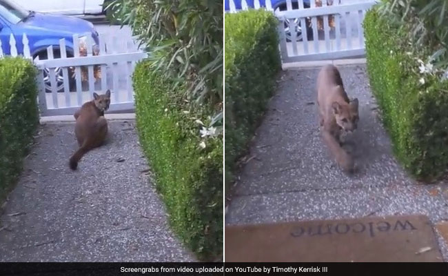 Viral Video Of Mountain Lion Watching Children Sparks Fear In California