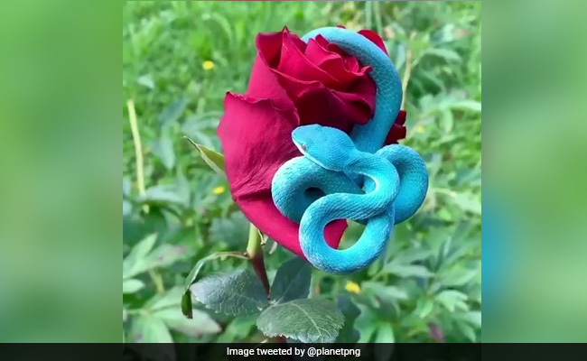 Viral Video: This Blue Snake Is As Dangerous As It Is Beautiful