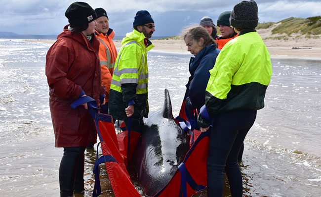 Final Whale Saved From Grim Australia Mass Stranding