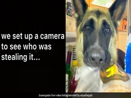 Cheese Kept Disappearing From Fridge, Thief Turned Out To Be Adorable Dog Cheese Kept Disappearing From Fridge, Thief Turned Out To Be Adorable Dog