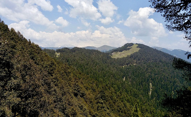 Rare Orchid Found For The First Time In Uttarakhand