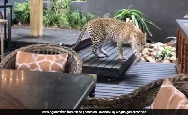 Viral Video Shows Leopard Casually Strolling Through Restaurant