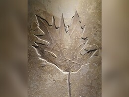 Fossilised Leaves About 150-200 Million Years Old Found In Jharkhand Fossilised Leaves About 150-200 Million Years Old Found In Jharkhand