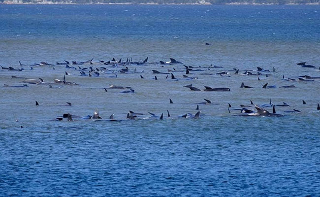 25 Whales Feared Dead, Around 270 Stranded Off Australia's Tasmania