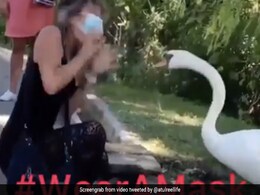 बिना मास्क के हंस के पास बैठी थी महिला, तभी चोंच से पक्षी ने किया कुछ ऐसा... खूब Viral हो रहा है Video बिना मास्क के हंस के पास बैठी थी महिला, तभी चोंच से पक्षी ने किया कुछ ऐसा... खूब Viral हो रहा है Video