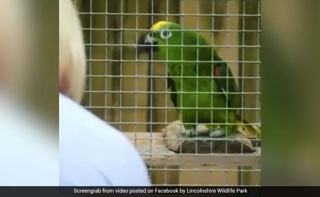 Parrot Sings Beyonce's 'If I Were A Boy'. Video Will Make Your Jaw Drop