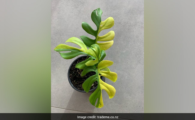 क्यों 4 पत्तों वाले इस पौधे की कीमत है 4 लाख रुपए ?