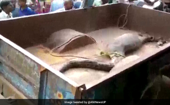 अजगर निगल गया पूरा का पूरा बकरा, हिलते भी नहीं बना तो लोगों ने रस्सी में लपेटकर किया कुछ ऐसा...