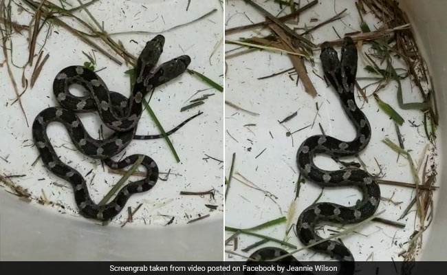 Woman Finds Two-Headed Snake At Home, Names It "Double Trouble"
