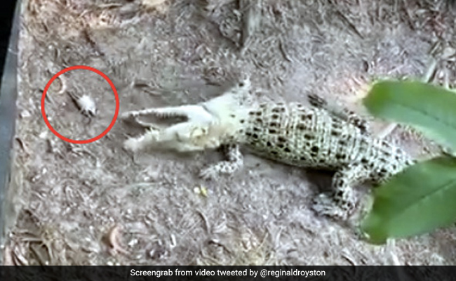 आराम कर रहा था मगरमच्छ, तभी पेड़ से गिरा केकड़ा, खाते ही हुआ ऐसा हाल - देखें Video