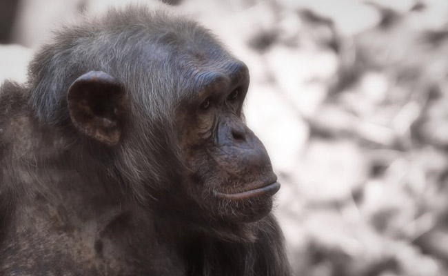 13-Million-Year-Old Fossil Ape Discovered In J&K's Udhampur