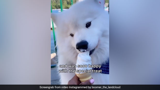Watch: Video Of Dog Eating Ice Cream Is The Cutest Thing On The Internet Today
