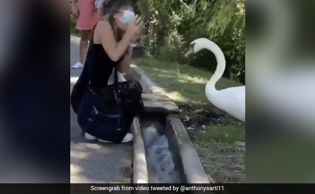 Swan 'Forces' Woman To Wear A Mask Properly In Viral Video