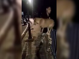 In Stunt For Video App, Man Throws Dog Into Lake In Bhopal; Case Filed In Stunt For Video App, Man Throws Dog Into Lake In Bhopal; Case Filed
