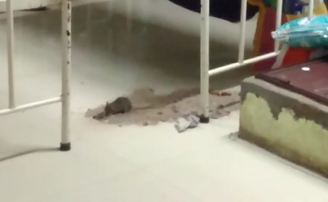 Sent Video Of Rat Infestation, Cuddalore Collector Promptly Makes Amends
