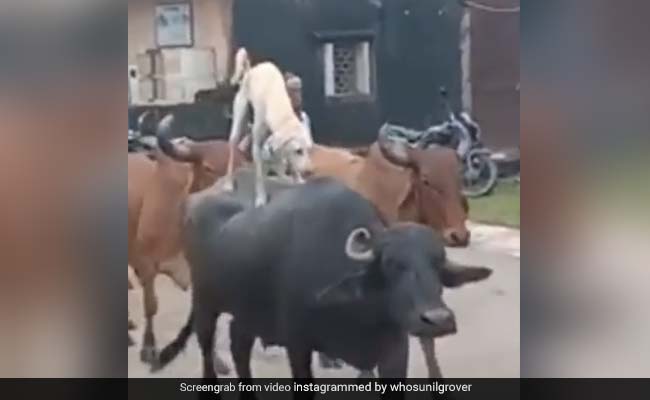 Viral Video: भैंस की पीठ पर चढ़कर यूं की कुत्ते ने सवारी, Sunil Grover ने शेयर किया Video