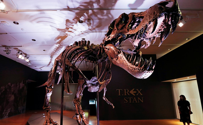 Skeletons Of Largest Known T Rex Dinosaur Up For Auction In New York