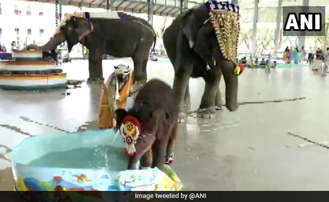 Video: Baby Elephant "Shivani" Plays In Water After Her Naming Ceremony