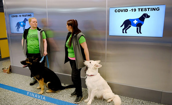 Finland's Airport Uses Dogs To Sniff Out Coronavirus