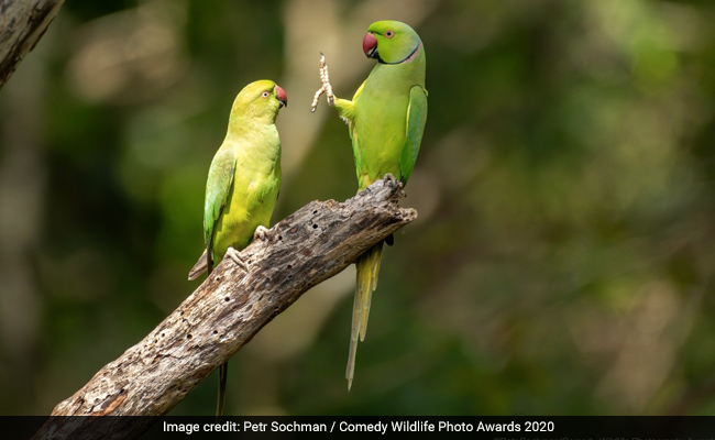 The Funniest Pics From Comedy Wildlife Photography Awards 2020